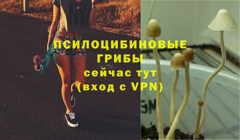 Галлюциногенные грибы MAGIC MUSHROOMS  Коломна 